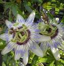 Passionflower Superior Package